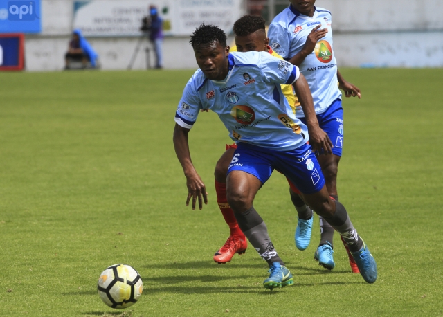 Galo Corozo 3
