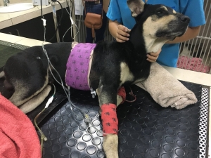 Regresó a su casa pero no puede caminar… Necesita ayuda