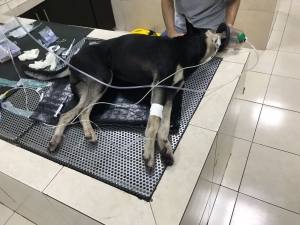 Que no quede en la impunidad (OFICIAL-VIDEO)