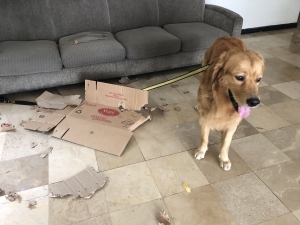 ¡No hay quien lo pare! (VIDEO)