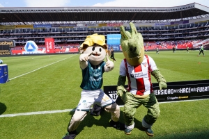 MÍRALO EN TIK TOK: ¡Las mascotas se tomaron el fútbol y ya son parte del juego!