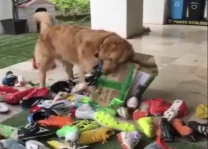 ¡No hay quién lo detenga a Coloso! (VIDEO)